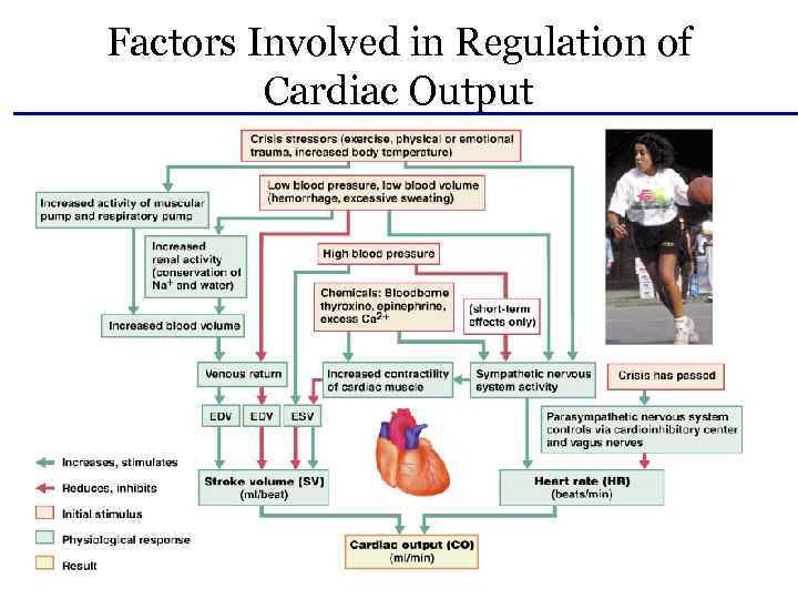 Factors Involved in Regulation of Cardiac Output 