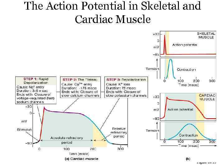 The Action Potential in Skeletal and Cardiac Muscle Figure 20. 15 