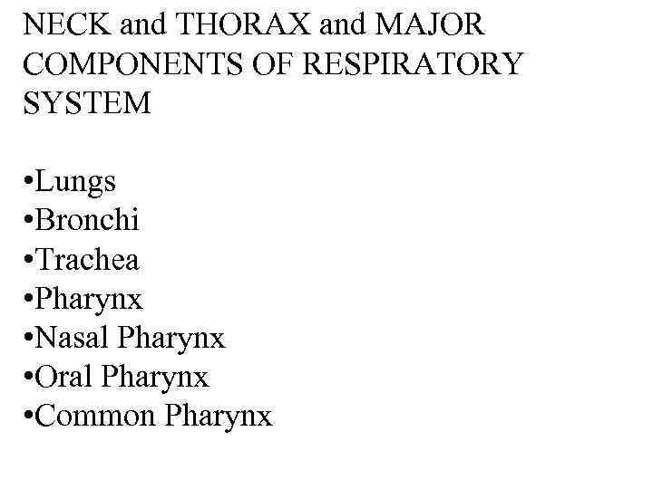 NECK and THORAX and MAJOR COMPONENTS OF RESPIRATORY SYSTEM • Lungs • Bronchi •