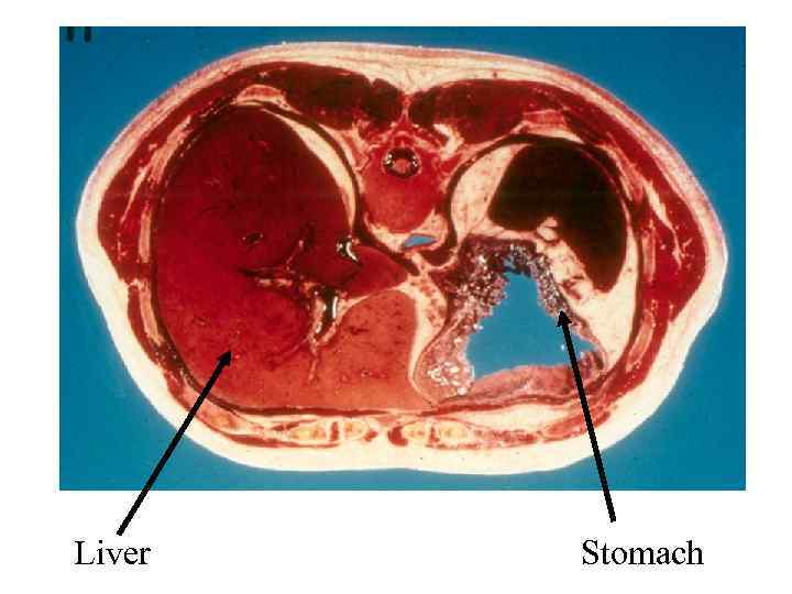 Liver Stomach 