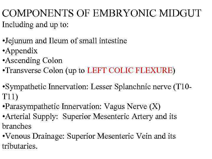 COMPONENTS OF EMBRYONIC MIDGUT Including and up to: • Jejunum and Ileum of small