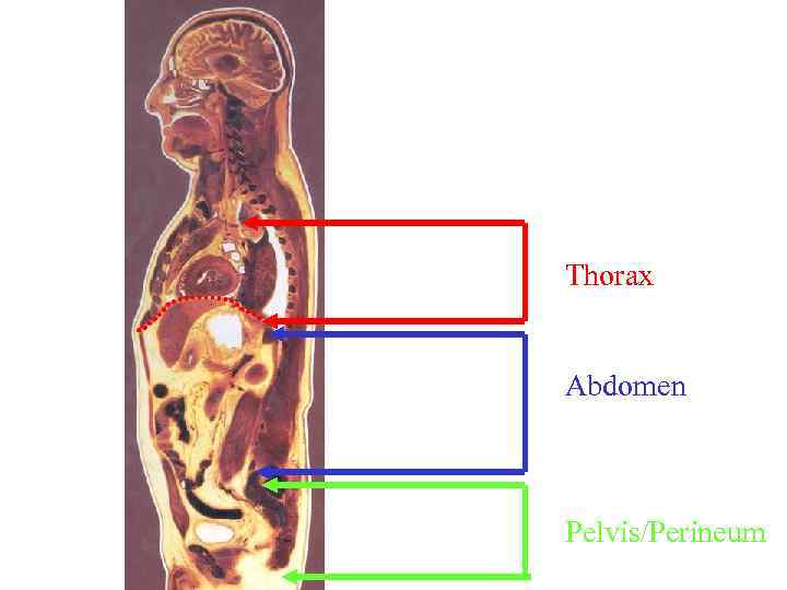 Thorax Abdomen Pelvis/Perineum 