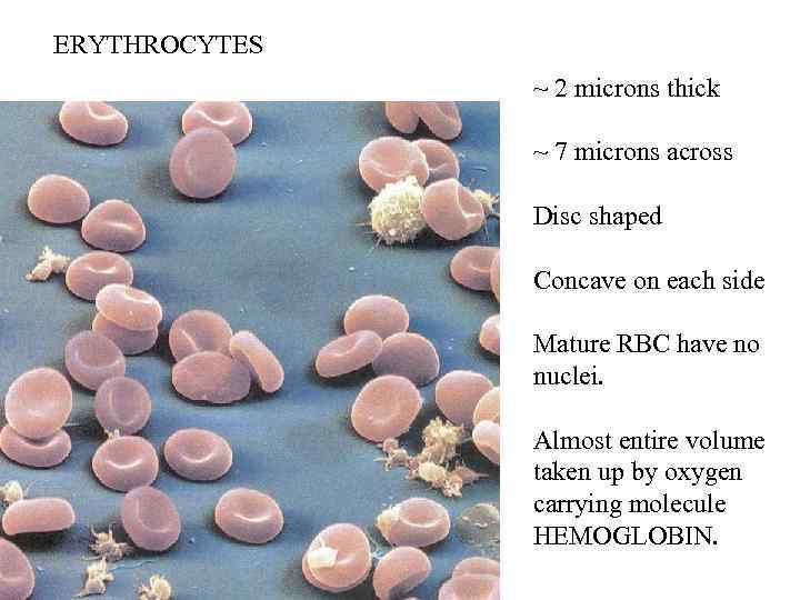 ERYTHROCYTES ~ 2 microns thick ~ 7 microns across Disc shaped Concave on each