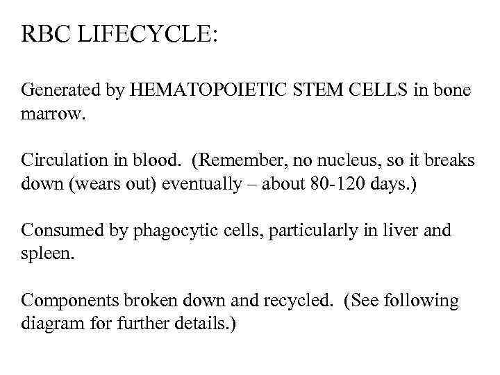 RBC LIFECYCLE: Generated by HEMATOPOIETIC STEM CELLS in bone marrow. Circulation in blood. (Remember,