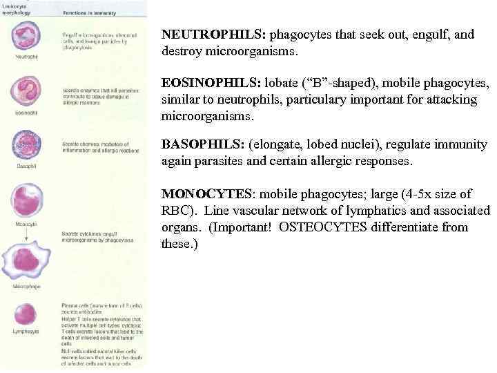 NEUTROPHILS: phagocytes that seek out, engulf, and destroy microorganisms. EOSINOPHILS: lobate (“B”-shaped), mobile phagocytes,