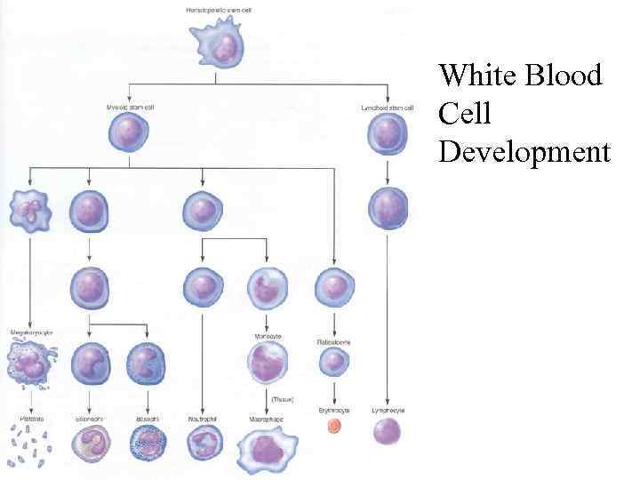 Biology 224 Human Anatomy and Physiology — II