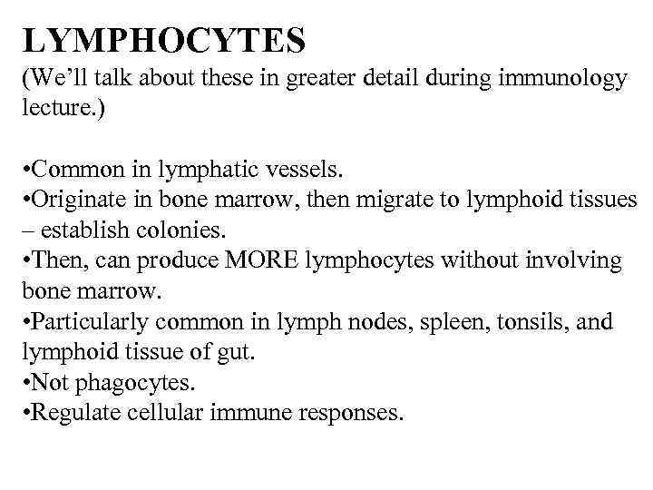 LYMPHOCYTES (We’ll talk about these in greater detail during immunology lecture. ) • Common