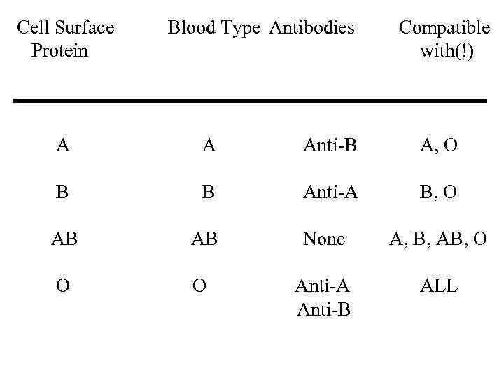 Cell Surface Protein Blood Type Antibodies Compatible with(!) A A Anti-B A, O B