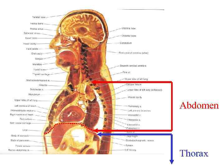 Abdomen Thorax 