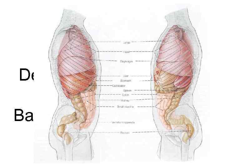 Review of Early Development of Humans Basic Cross-section of the Human 