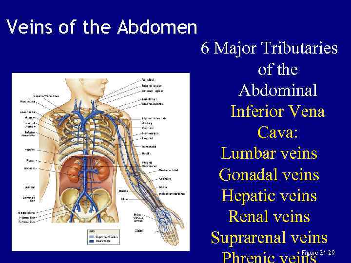 Veins of the Abdomen 6 Major Tributaries of the Abdominal Inferior Vena Cava: Lumbar