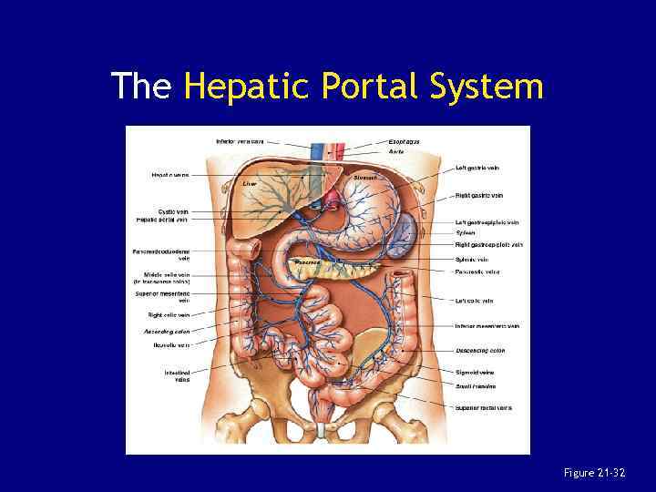 The Hepatic Portal System Figure 21 -32 