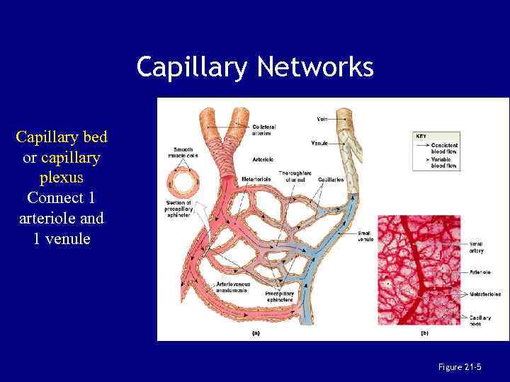Capillary Networks Capillary bed or capillary plexus Connect 1 arteriole and 1 venule Figure