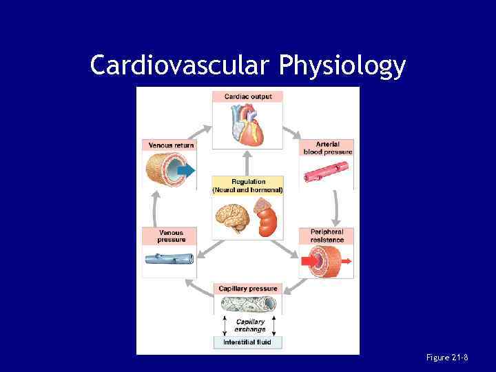 Cardiovascular Physiology Figure 21 -8 