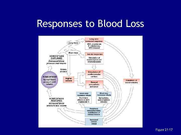 Responses to Blood Loss Figure 21 -17 