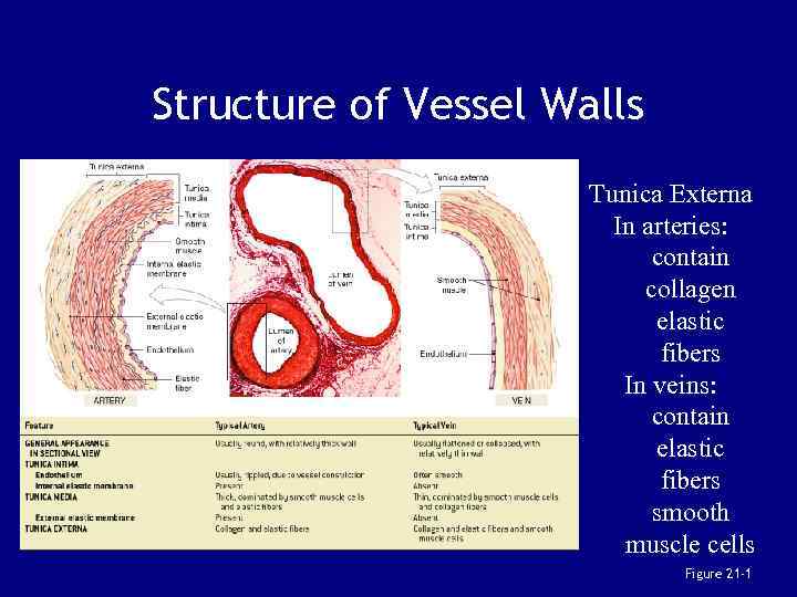 Structure of Vessel Walls Tunica Externa In arteries: contain collagen elastic fibers In veins: