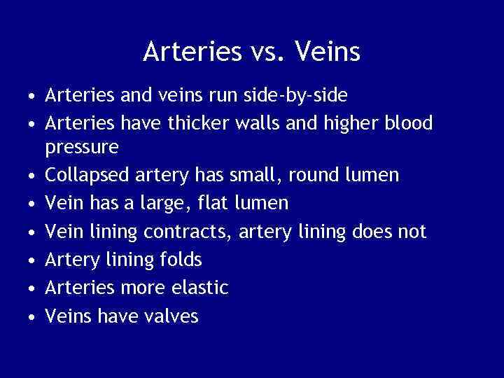 Arteries vs. Veins • Arteries and veins run side-by-side • Arteries have thicker walls