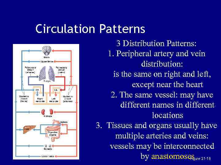 Circulation Patterns 3 Distribution Patterns: 1. Peripheral artery and vein distribution: is the same