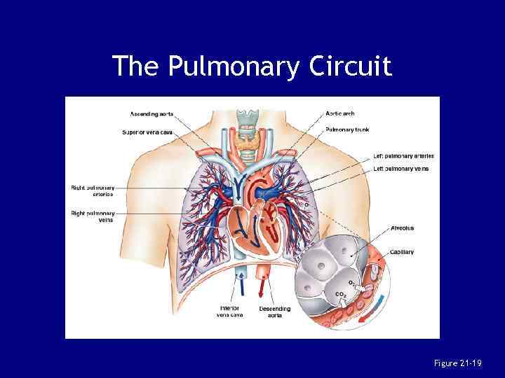 The Pulmonary Circuit Figure 21 -19 