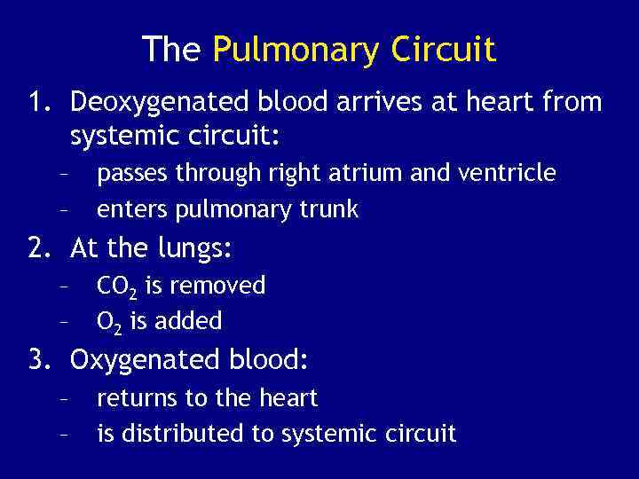 The Pulmonary Circuit 1. Deoxygenated blood arrives at heart from systemic circuit: – –