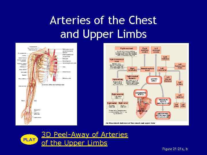 Arteries of the Chest and Upper Limbs PLAY 3 D Peel-Away of Arteries of