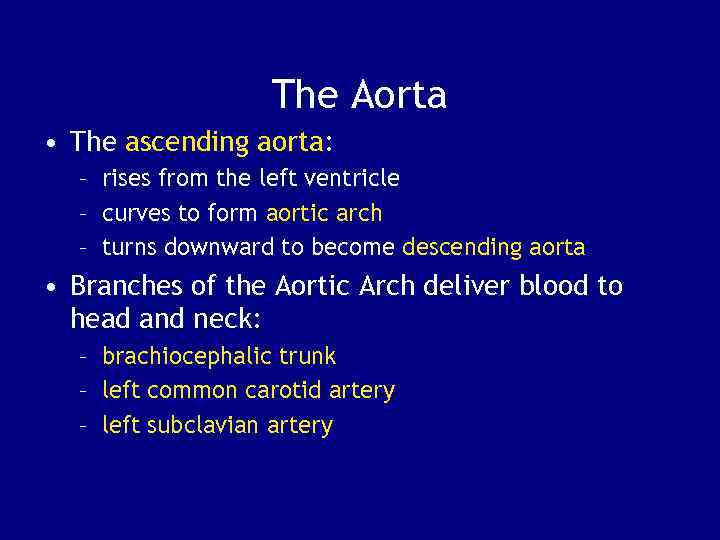 The Aorta • The ascending aorta: – rises from the left ventricle – curves