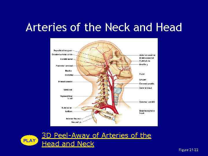 Arteries of the Neck and Head PLAY 3 D Peel-Away of Arteries of the