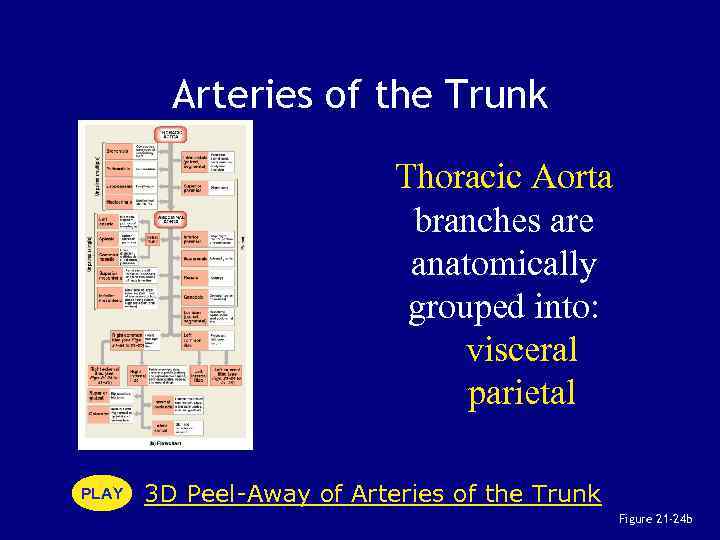Arteries of the Trunk Thoracic Aorta branches are anatomically grouped into: visceral parietal PLAY