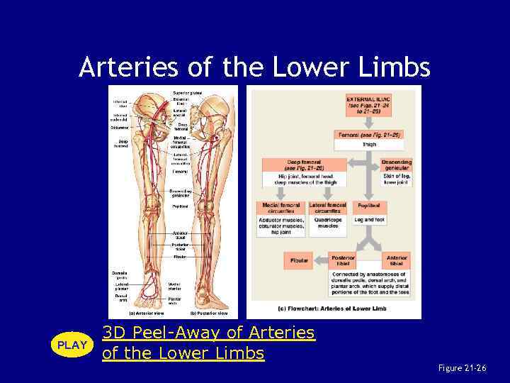 Arteries of the Lower Limbs PLAY 3 D Peel-Away of Arteries of the Lower