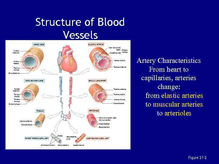 Structure of Blood Vessels Artery Characteristics From heart to capillaries, arteries change: from elastic