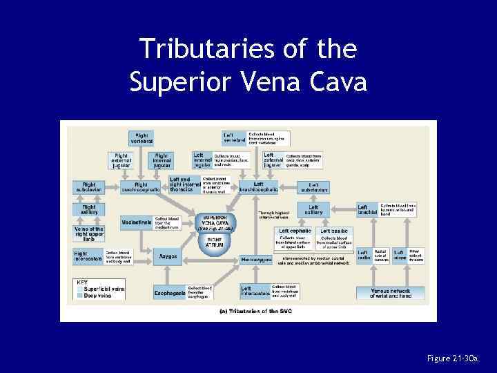 Tributaries of the Superior Vena Cava Figure 21 -30 a 