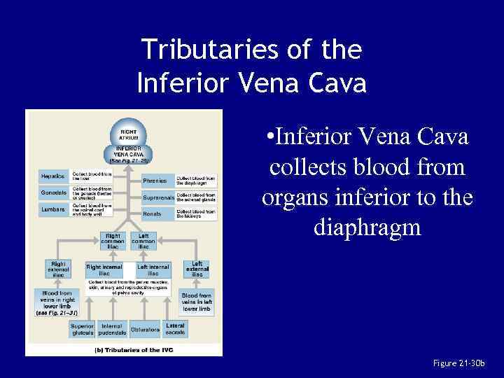 Tributaries of the Inferior Vena Cava • Inferior Vena Cava collects blood from organs
