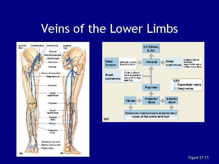 Veins of the Lower Limbs Figure 21 -31 