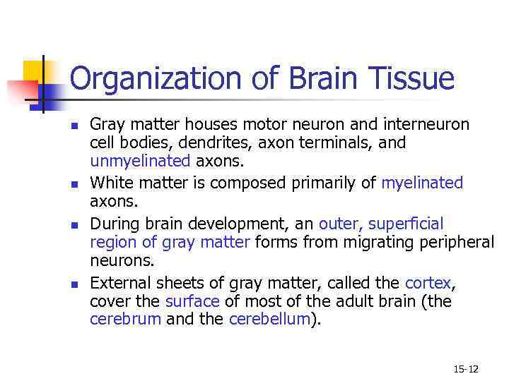 Organization of Brain Tissue n n Gray matter houses motor neuron and interneuron cell