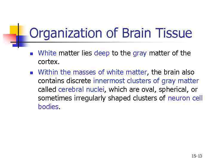 Organization of Brain Tissue n n White matter lies deep to the gray matter