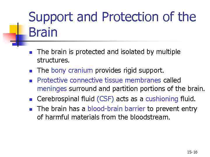 Support and Protection of the Brain n n The brain is protected and isolated