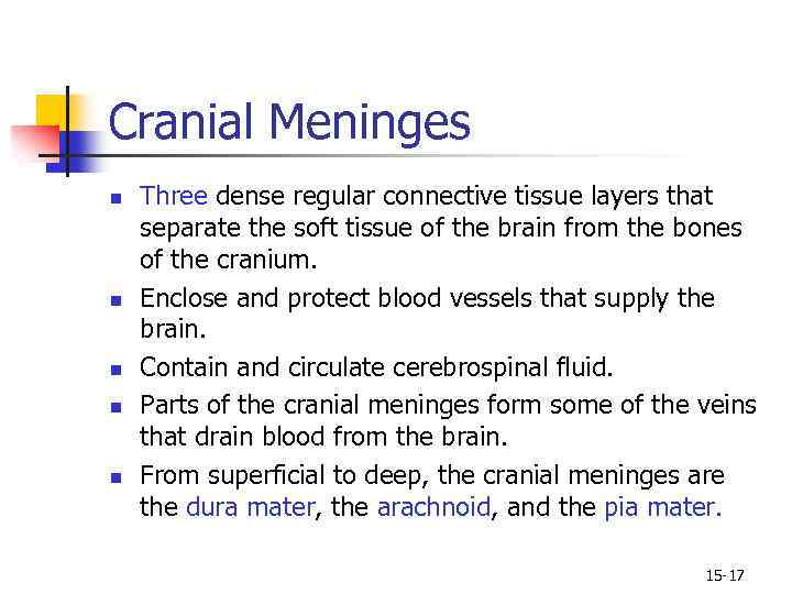 Cranial Meninges n n n Three dense regular connective tissue layers that separate the