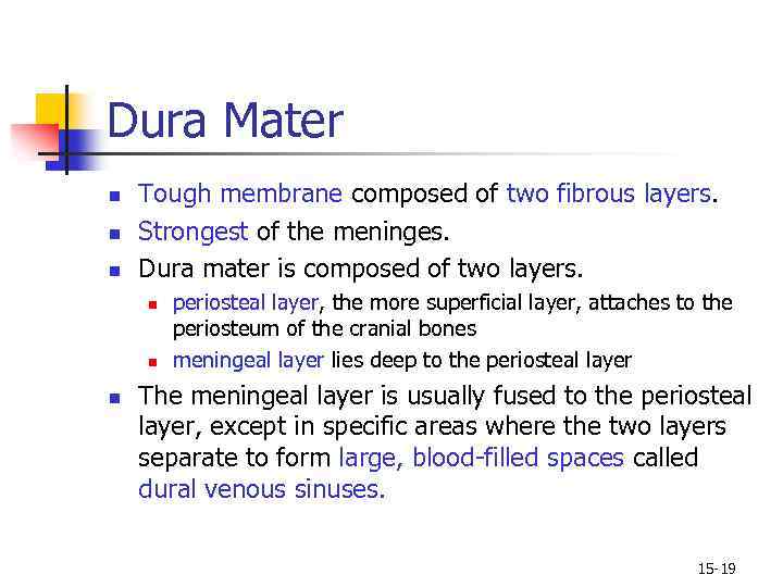 Dura Mater n n n Tough membrane composed of two fibrous layers. Strongest of