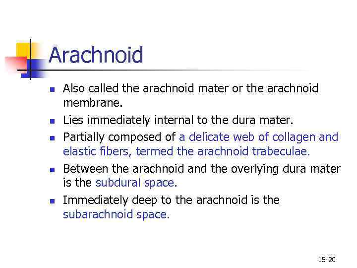 Arachnoid n n n Also called the arachnoid mater or the arachnoid membrane. Lies