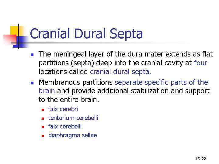 Cranial Dural Septa n n The meningeal layer of the dura mater extends as