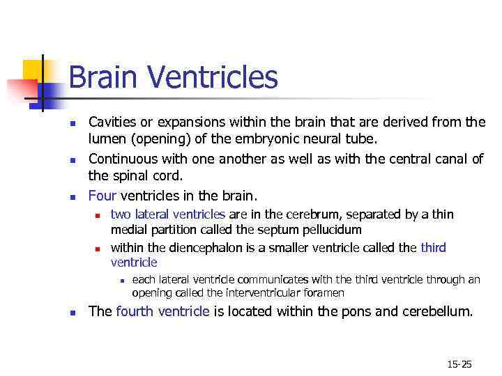 Brain Ventricles n n n Cavities or expansions within the brain that are derived