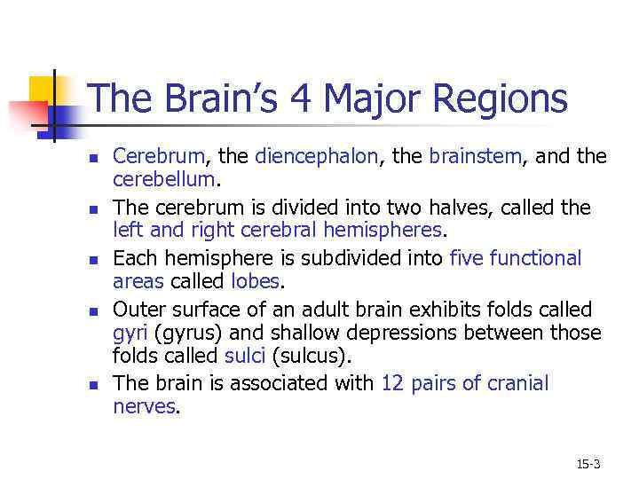 The Brain’s 4 Major Regions n n n Cerebrum, the diencephalon, the brainstem, and