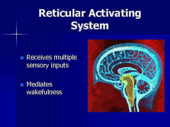 Reticular Activating System n Receives multiple sensory inputs n Mediates wakefulness 
