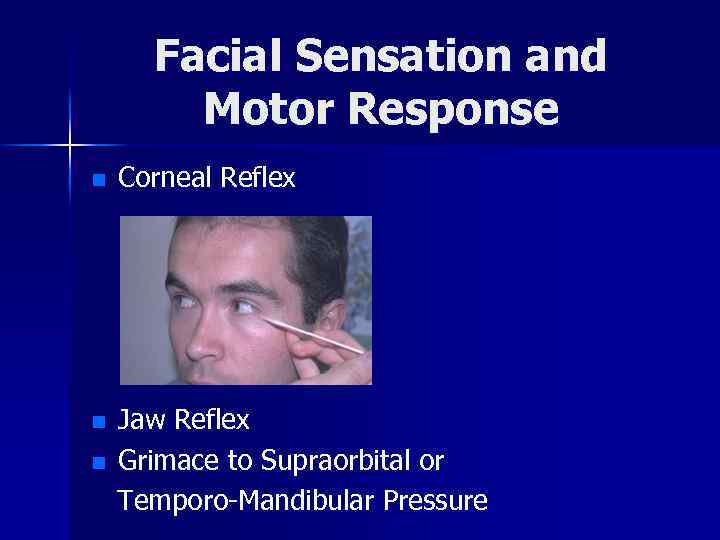 Facial Sensation and Motor Response n Corneal Reflex n Jaw Reflex Grimace to Supraorbital