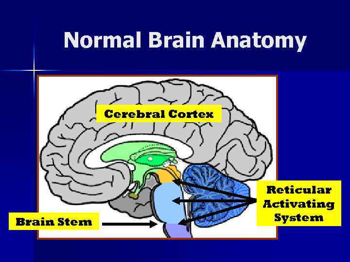 Normal Brain Anatomy Cerebral Cortex Brain Stem Reticular Activating System 