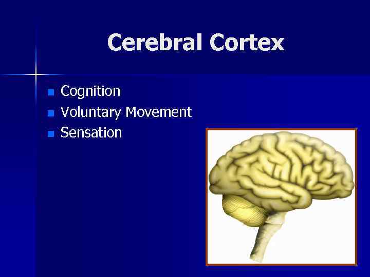 Cerebral Cortex n n n Cognition Voluntary Movement Sensation 