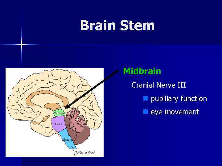 Brain Stem Midbrain Cranial Nerve III n pupillary function n eye movement 