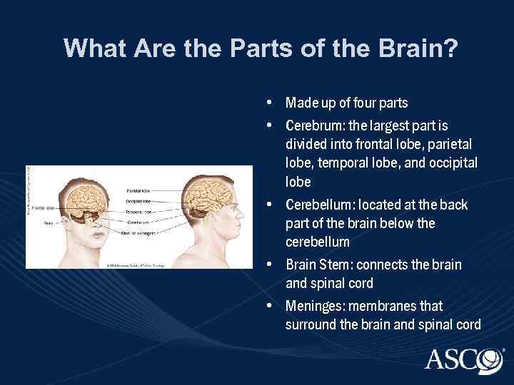 What Are the Parts of the Brain? • Made up of four parts •