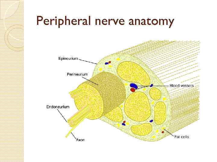 Peripheral nerve anatomy 