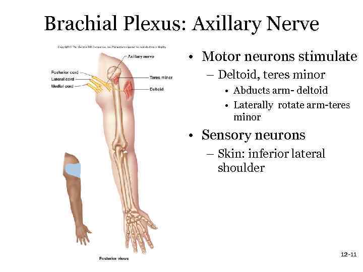 Brachial Plexus: Axillary Nerve • Motor neurons stimulate – Deltoid, teres minor • Abducts